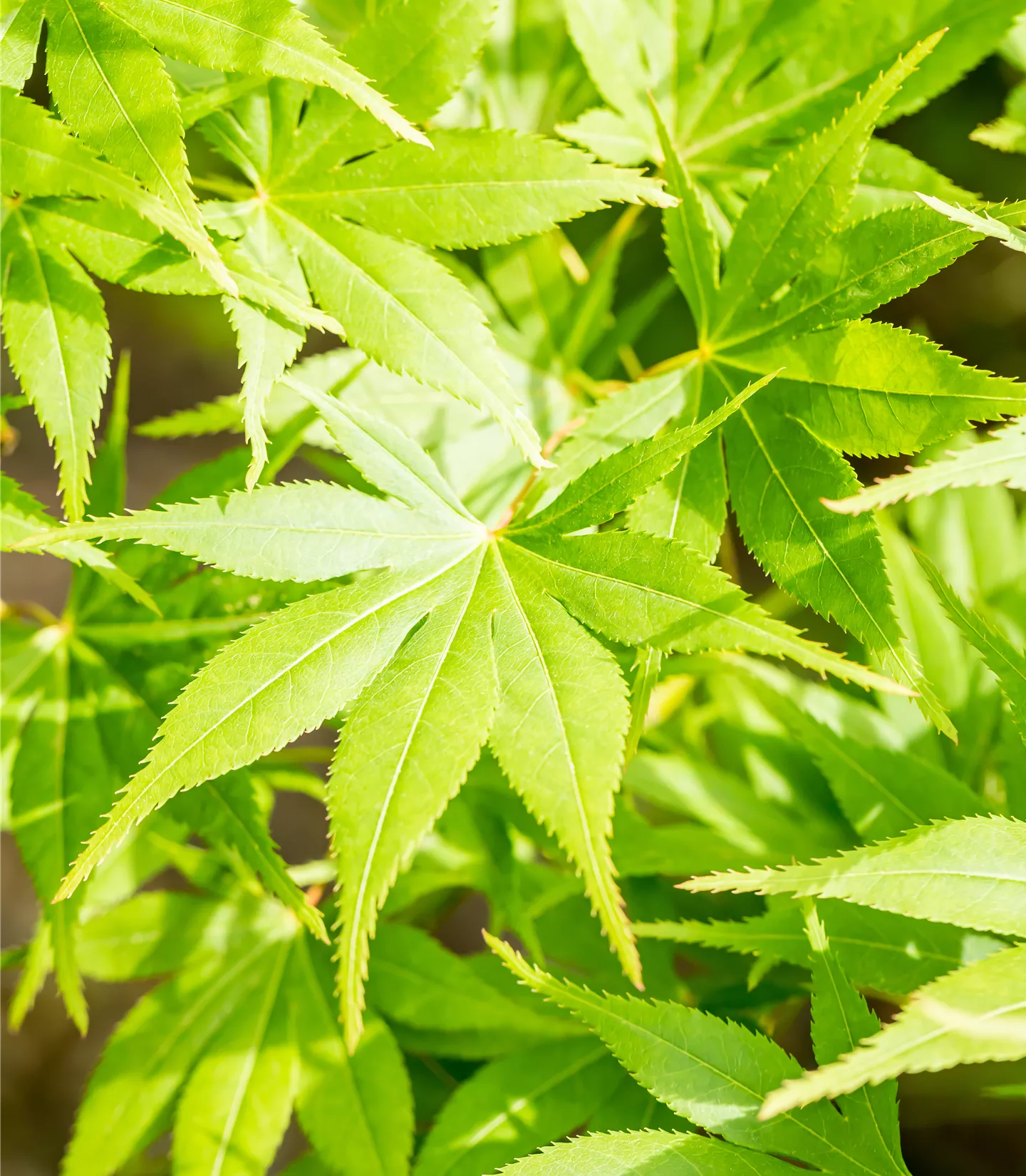 Acer palmatum 'Kogane nishiki' - Collection