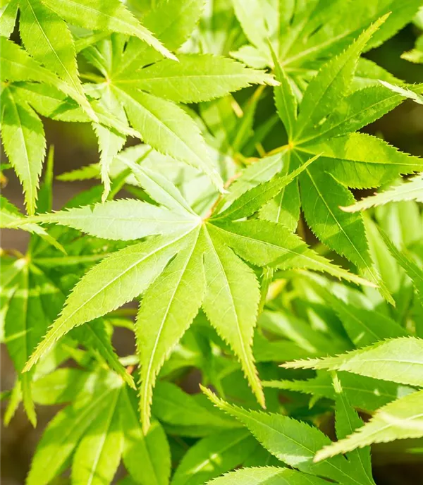 Acer palmatum 'Kogane nishiki' - Collection