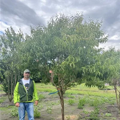 Schirmform 200-300 x 350-400 23-67A 3300 - Heptacodium - Heptacodium miconioides - Collection