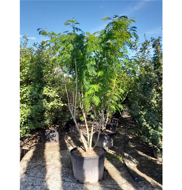 Seidenbaum 'Ombrella' - Albizia julibrissin 'Ombrella' - Collection
