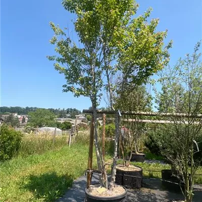 Schirmform 400-450 Nr. 122 2242 - Französischer Ahorn - Acer monspessulanum - Collection