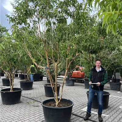 Schirmform 150-200 x 250-300 23-17C 1670 - Heptacodium - Heptacodium miconioides - Collection