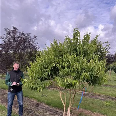 Schirmform 150-200 x 200-250 23-53C, 54C, 56C, 57C 1390 - Heptacodium - Heptacodium miconioides - Collection