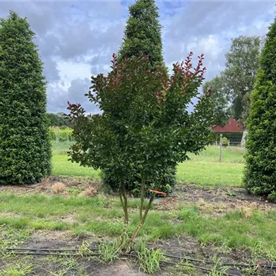Schirmform 100-150 x 200-250 23-71C 1670 - Chinesische Kräuselmyrte 'Dynamite' - Lagerstroemia indica 'Dynamite' -R- - Collection