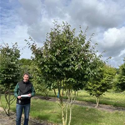 Schirmform 150-200 x 300-350 23-93C 3100 - Eisenbaum 'Vanessa' - Parrotia persica 'Vanessa' - Collection