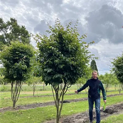 Schirmform 150-200 x 350-400 - Eisenbaum 'Vanessa' - Parrotia persica 'Vanessa' - Collection