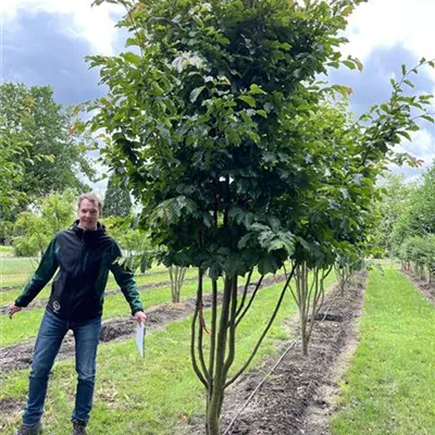 Schirmform 150-200 x 350-400 - Eisenbaum 'Vanessa' - Parrotia persica 'Vanessa' - Collection