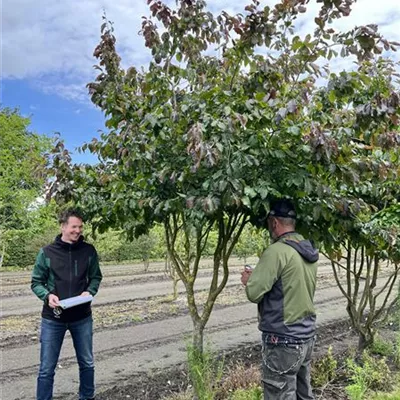 Schirmform 150-200 x 300-350 - Eisenbaum 'Vanessa' - Parrotia persica 'Vanessa' - Collection