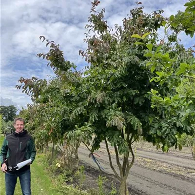 Schirmform 150-200 x 300-350 - Eisenbaum 'Vanessa' - Parrotia persica 'Vanessa' - Collection