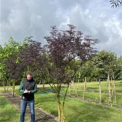 Schirmform 150-200 x 250-300 23/24-52C 1050 - Schwarzer Holunder 'Black Lace' -R--S- - Sambucus nigra 'Black Lace' -R--S- - Collection