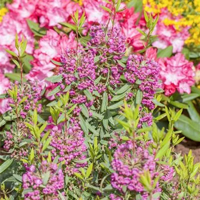 im Container 30 - 40 - Schmalblättrige Lorbeerrose - Kalmia angustifolia 'Rubra'
