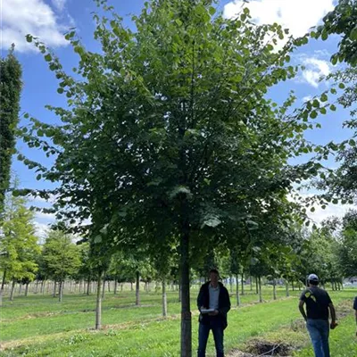 Hochstamm 40-45 23-81D 4050 - Winterlinde - Tilia cordata - Collection
