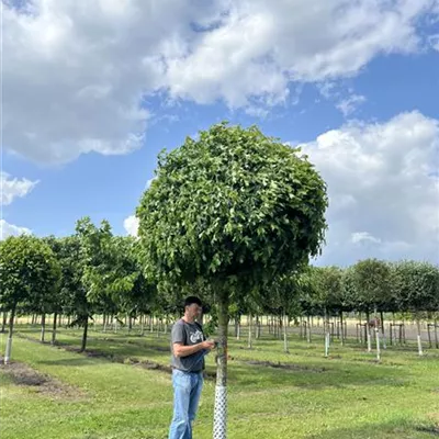 Hochstamm 35-40 23/24-9E 3750 - Amberbaum 'Gumball' - Liquidambar styraciflua 'Gumball' - Collection