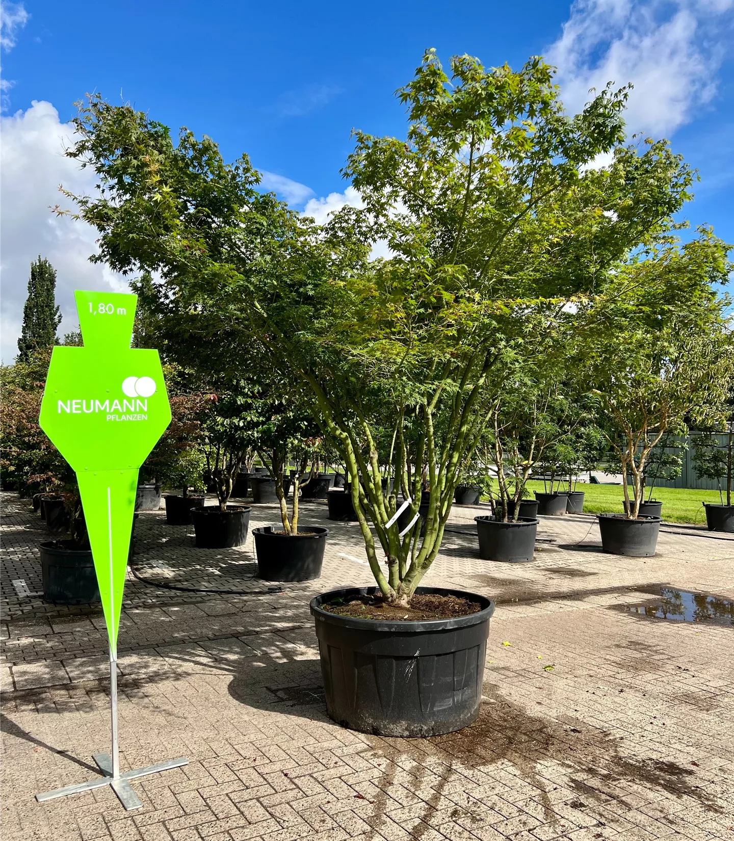 Acer palmatum - Collection