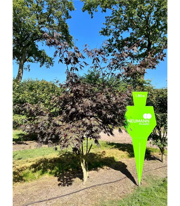 Acer palmatum 'Atropurpureum' - Collection