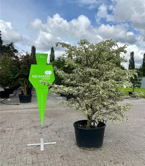 Cornus controversa 'Variegata' - Collection