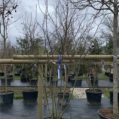 Schirmform VK24-024 1450 - Kupfer-Felsenbirne - Amelanchier lamarckii - Collection