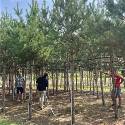 H 4xv mDb 20- 25 - Kiefer - Pinus sylvestris - Collection