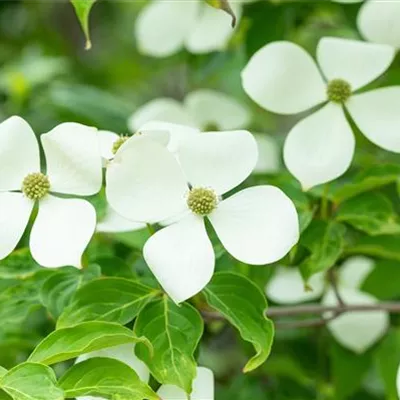 Solitär 200 - 250 25-664 742 - Japanischer Blumen-Hartriegel 'Norman Haddon' - Cornus kousa 'Norman Haddon' - Collection
