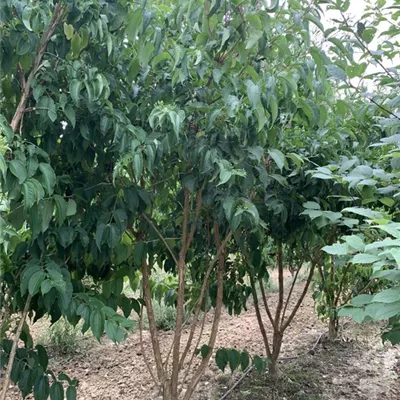 Schirmform 250-275 BA23-053 1650 - Heptacodium - Heptacodium miconioides - Collection