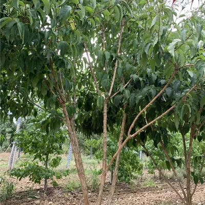 Schirmform 250-275 BA23-054 1650 - Heptacodium - Heptacodium miconioides - Collection