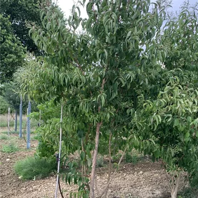 Schirmform 250-275 BA23-055 1650 - Heptacodium - Heptacodium miconioides - Collection