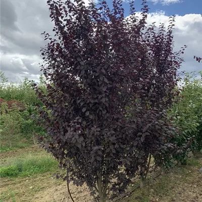 Solitär 300-350 BA23-031 514 - Blutpflaume 'Woodii' - Prunus cerasifera 'Woodii' - Collection