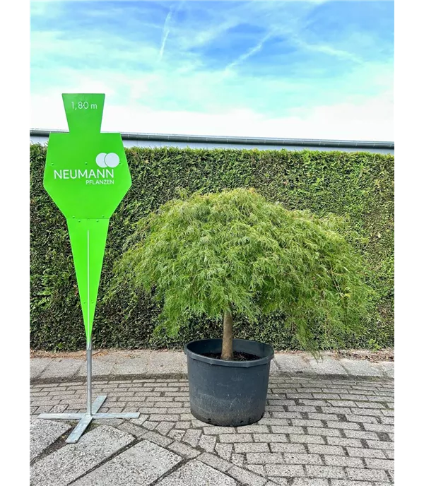 Acer palmatum 'Dissectum' - Collection