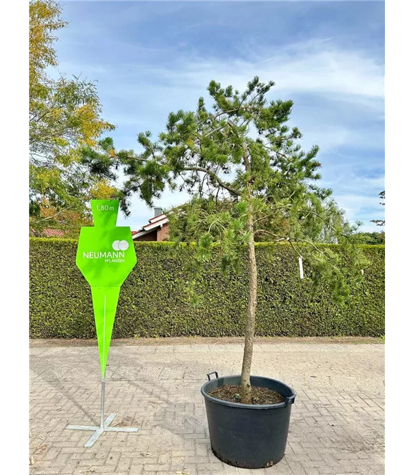 Pinus banksiana - Collection