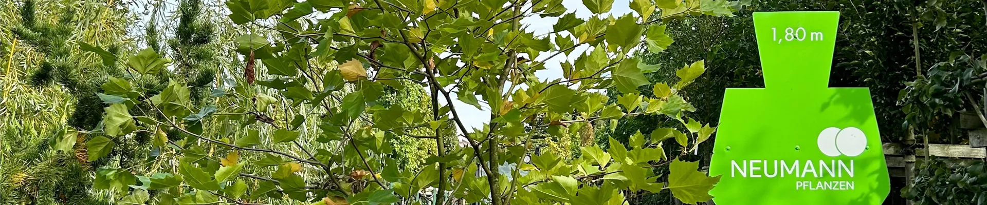 Bodendecker online kaufen | Bauer Baumschulen AG Bodendecker online kaufen | Bauer Baumschulen AG