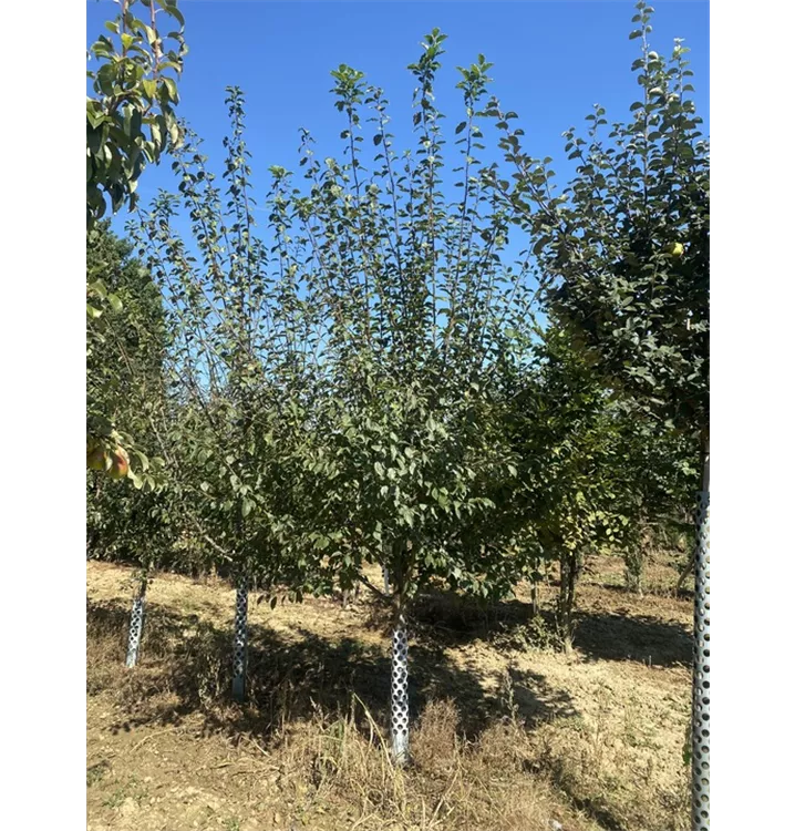 Mirabelle 'Von Metz' - Prunus syr.'Von Metz' CAC - Collection