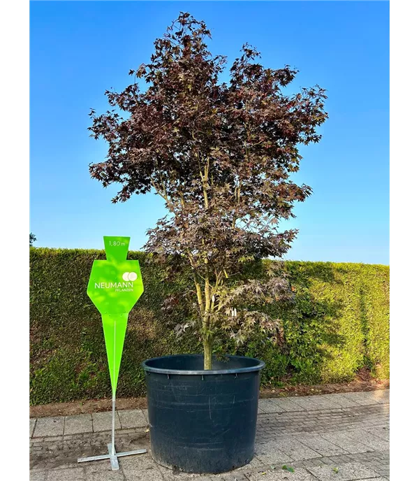 Acer palmatum 'Bloodgood' - Collection