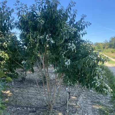 SCH23-030 275/300 - Heptacodium - Heptacodium miconioides - Collection