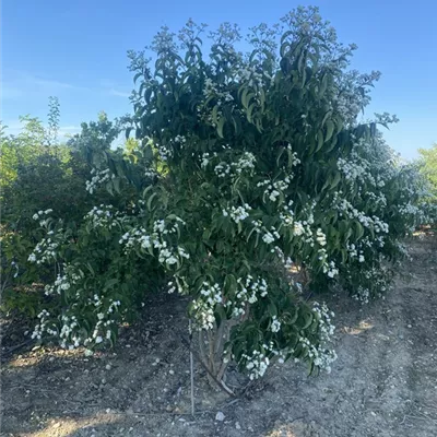 SCH23-030 275/300 - Heptacodium - Heptacodium miconioides - Collection