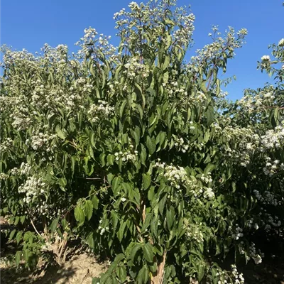 SCH23-032 225/250 - Heptacodium - Heptacodium miconioides - Collection