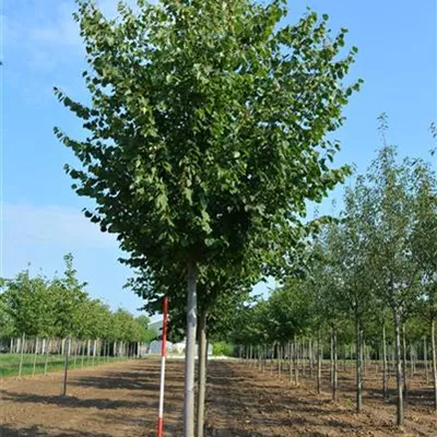 Sol Baum 4xv mDb 150-200 x 400-500 30- 35 - Winterlinde - Tilia cordata - Collection