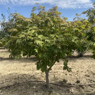 SCH23-050 125/150 - Japanischer Feuerahorn 'Aconitifolium' - Acer japonicum 'Aconitifolium' - Collection