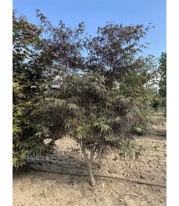 Acer palmatum 'Burgundy Lace' - Collection