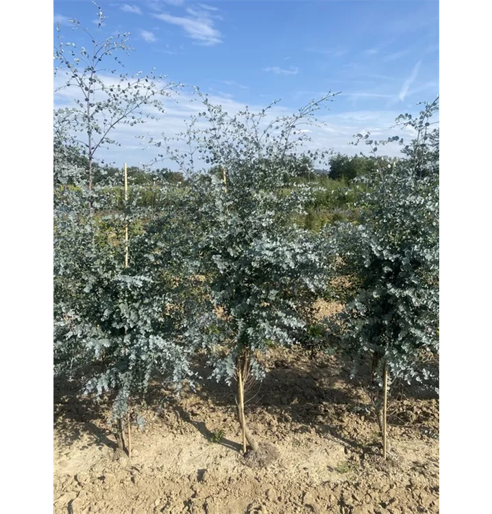 Eucalyptus gunnii - Collection
