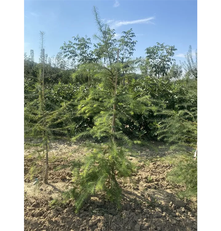 Europäische Lärche - Larix decidua - Collection
