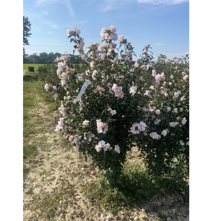 Garteneibisch 'Lady Stanley' - Hibiscus syriacus 'Lady Stanley' - Collection