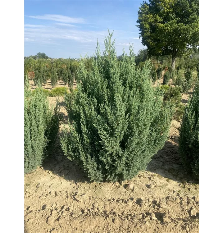 Juniperus chinensis 'Stricta' - Collection