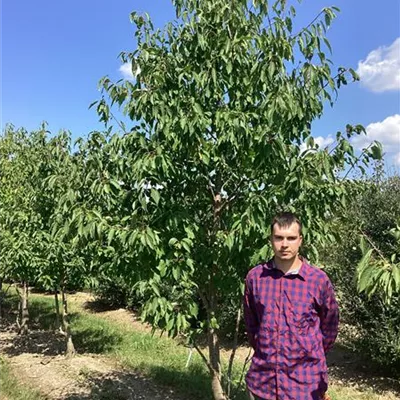 Sol mDb 350-400 - Gefülltblüh.Vogelkirsche - Prunus avium 'Plena' - Collection
