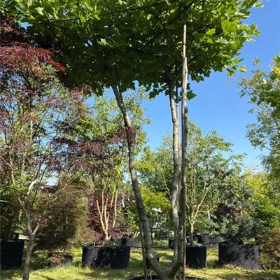 Dachform dreistämmig 313.241 WA 1450 - Platane - Platanus hispanica - Collection