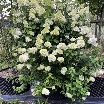 Solitär - Rispenhortensie 'Limelight' -S- Premiumgehölz - Hydrangea panic. 'Limelight' -S- - Collection