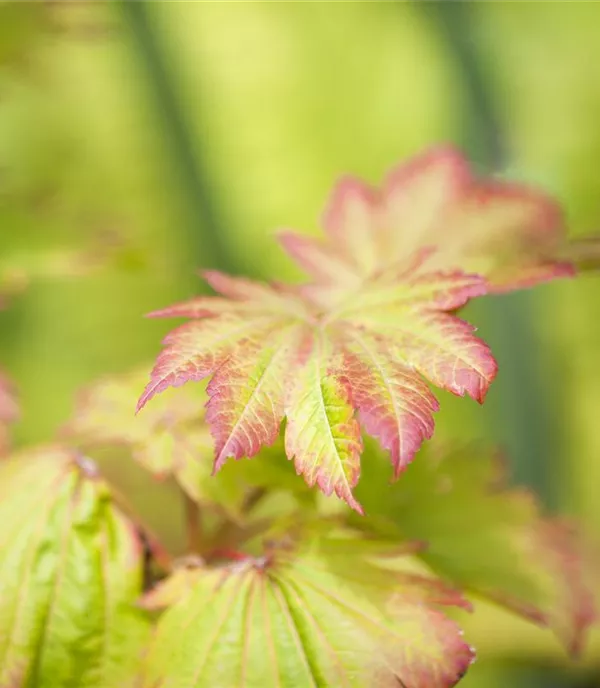 Acer japonicum 'Vitifolium' - Collection