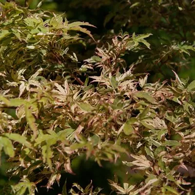 Solitär 225-250 HP24-194 1326 - Buntblättriger Fächerahorn 'Oridono nishiki' - Acer palmatum 'Oridono nishiki' - Collection