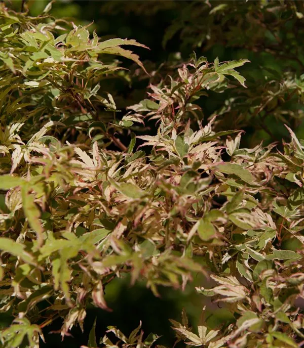 Acer palmatum 'Oridono nishiki' - Collection
