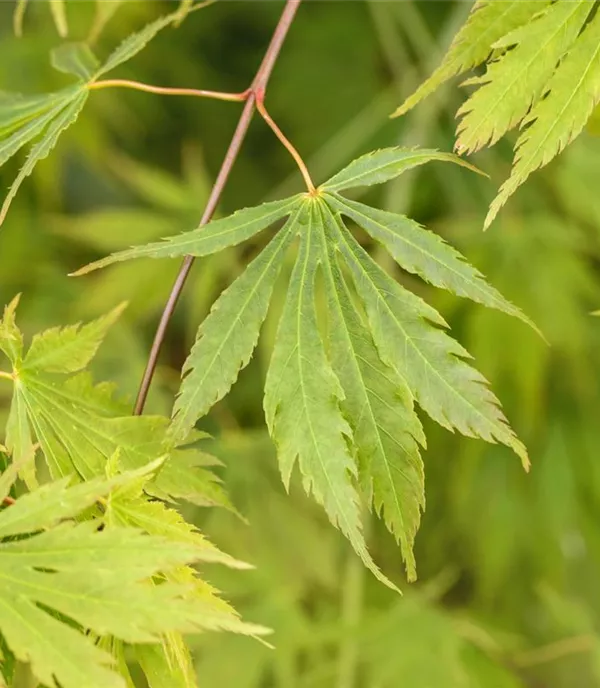 Acer palmatum 'Omurayama' - Collection