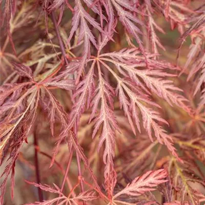 Solitäre 150-175 HP24-180 1620 - Fächerahorn 'Shojo Shidare' - Acer palmatum 'Shojo Shidare' - Collection